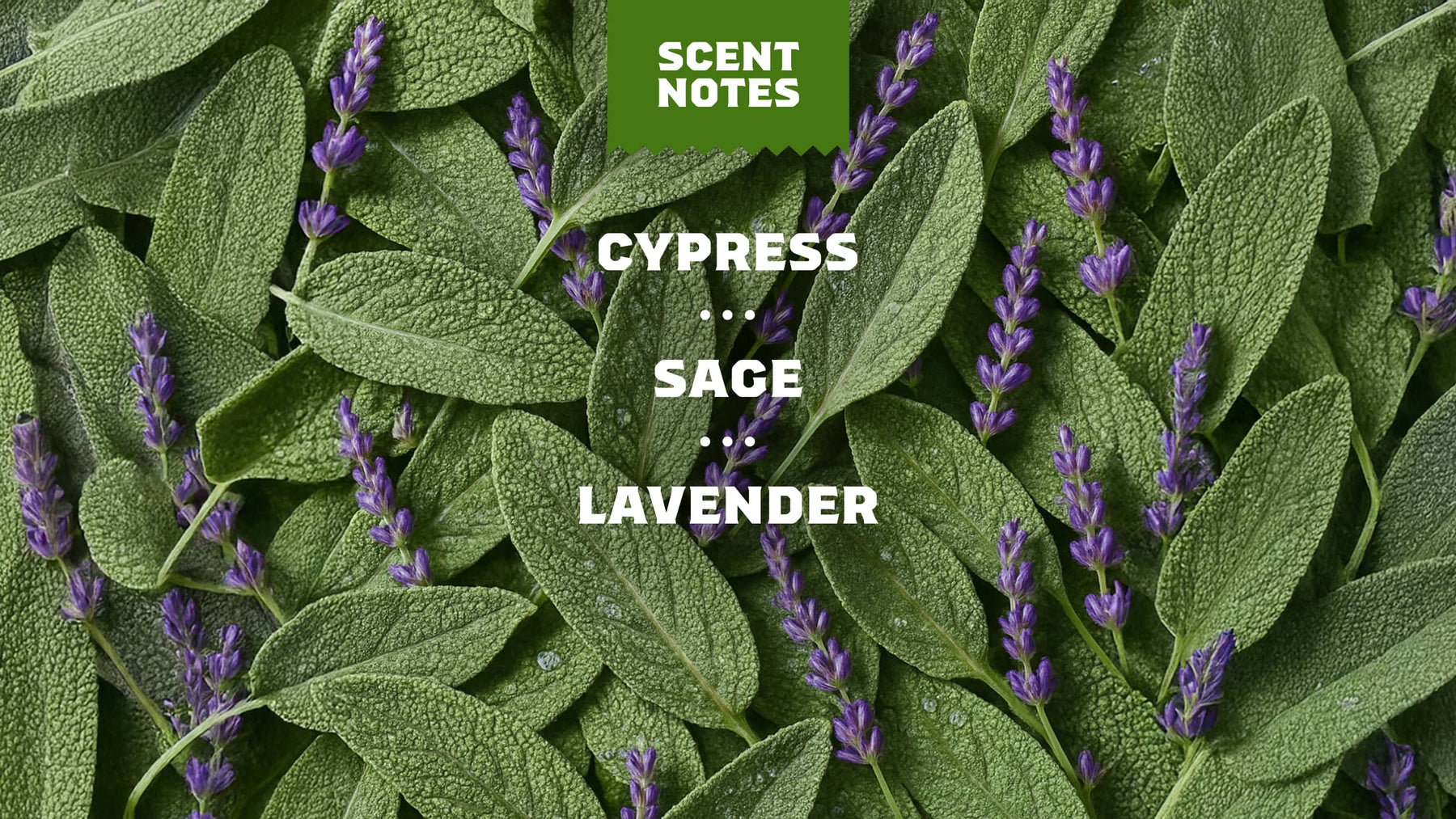 Alpine Sage Deodorant - Classic Daily Carry