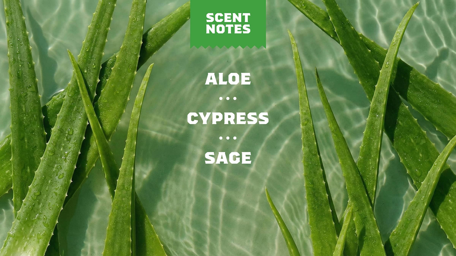Cool Fresh Aloe Exfoliating Face Wash - Simple Outdoor Profile